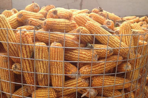 圈玉米網(wǎng)鍍鋅之后會(huì)有什么作用？